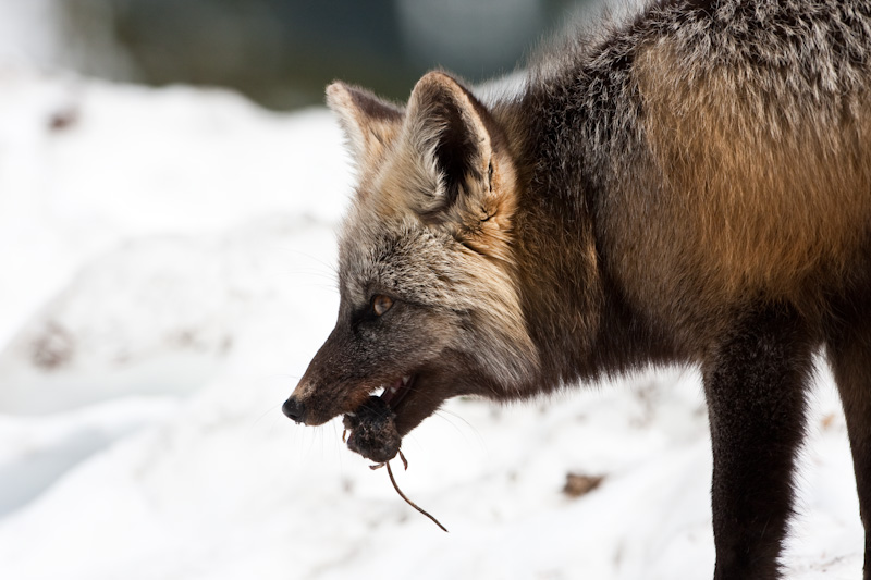 Red Fox Eating Rodent